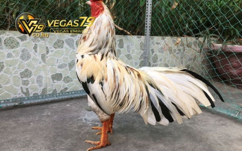 mẹo xem tướng gà đá
